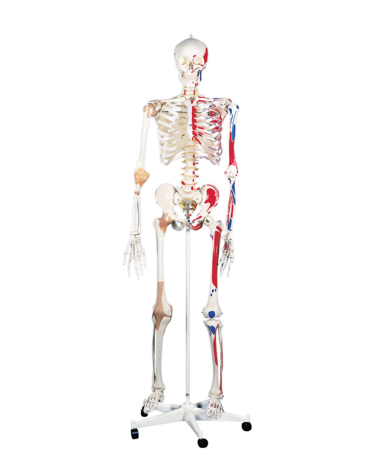 Anatomical Model - Sam the super skeleton on roller stand