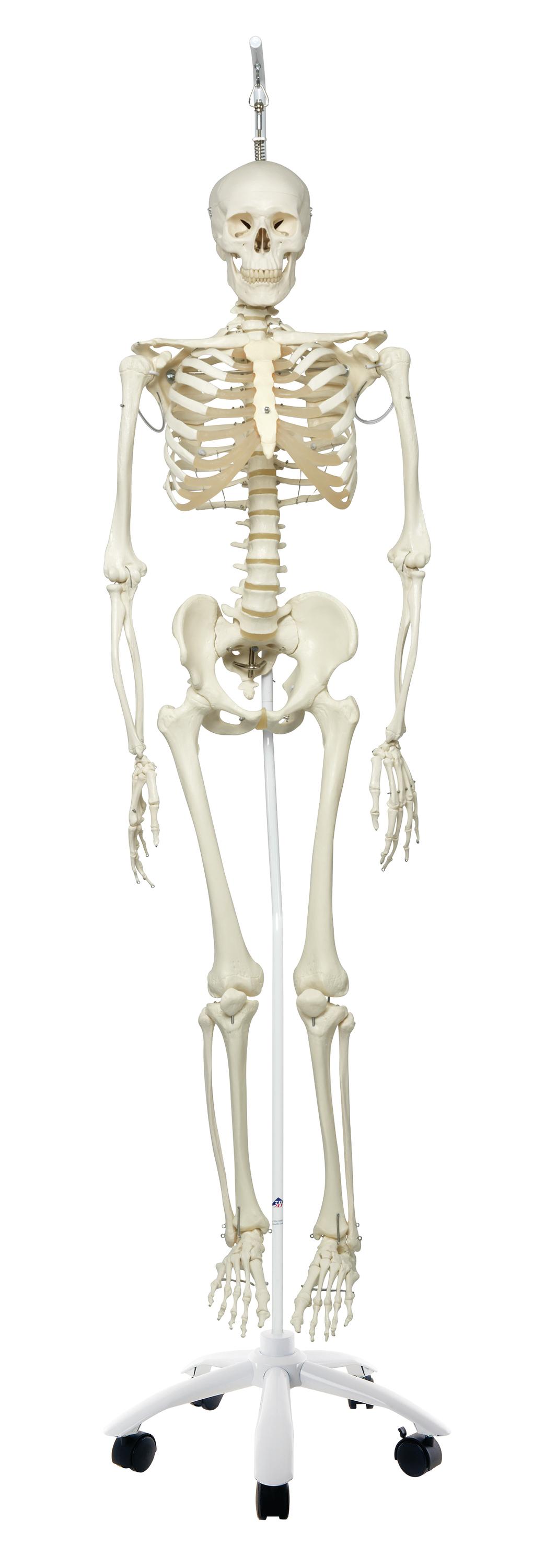 Anatomical Model - Phil the physiological skeleton on hanging roller stand