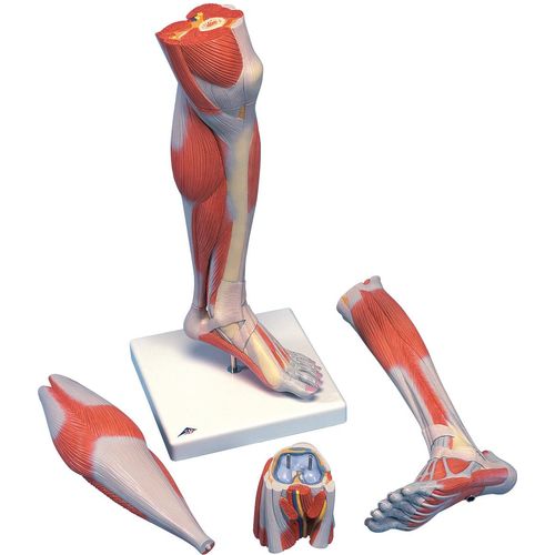 Anatomical Model - Lower Muscle Leg With Detachable Knee, 3 Part, Life ...