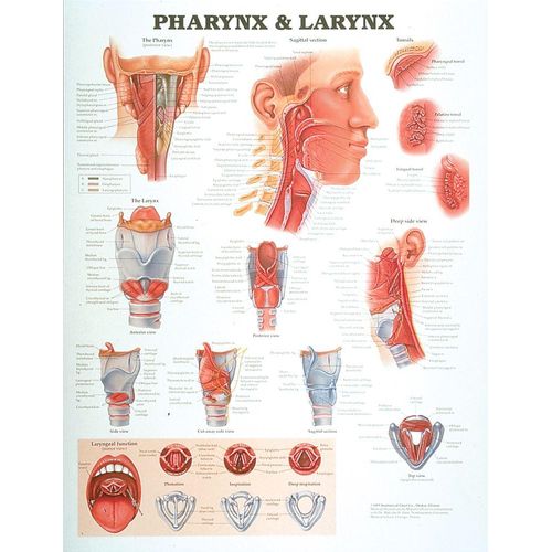 Anatomical Chart: Pharynx and Larynx Pharynx and Larynx Anatomical ...