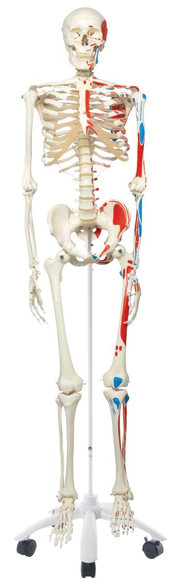 Anatomical Model - Max the muscle skeleton on roller stand