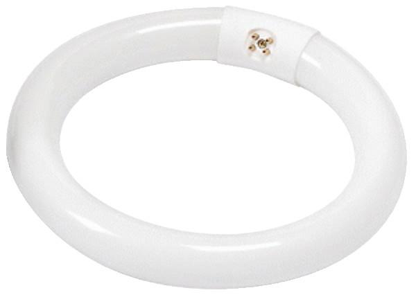 Circline Lamp, 22 Watt, Cool White, 8", Case of 20